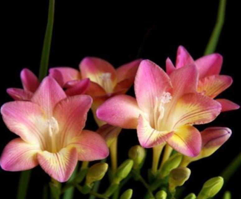 1648182601954250.jpg 1648182601954250.jpg