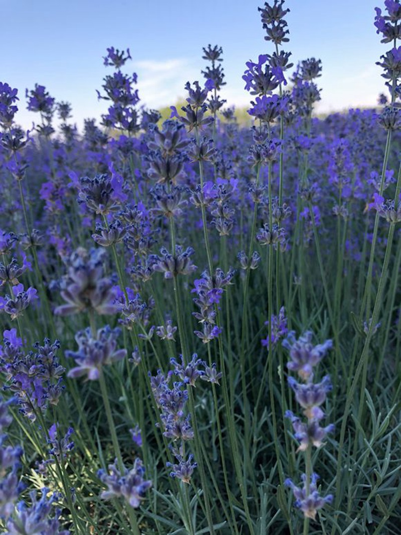 1648273523492123.jpg 1648273523492123.jpg