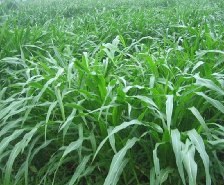 1649244111112611.jpg 1649244111112611.jpg