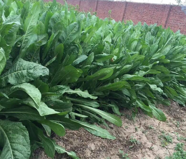 1649246300280418.jpg 1649246300280418.jpg