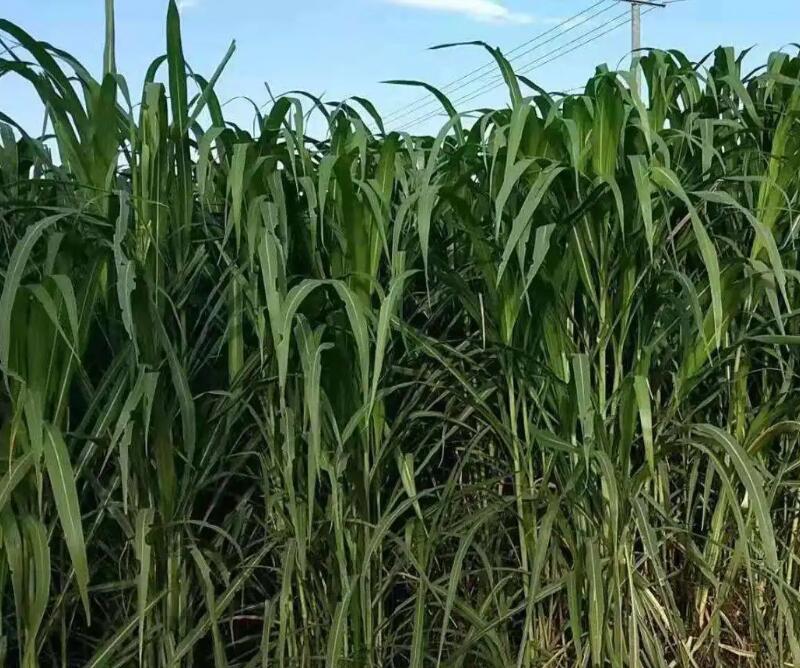 1649295855449120.jpg 1649295855449120.jpg