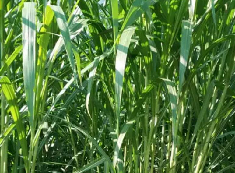 1649425596828326.jpg 2.jpg