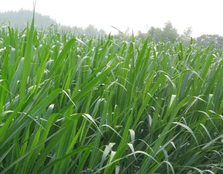 1649429325505017.jpg 3.jpg