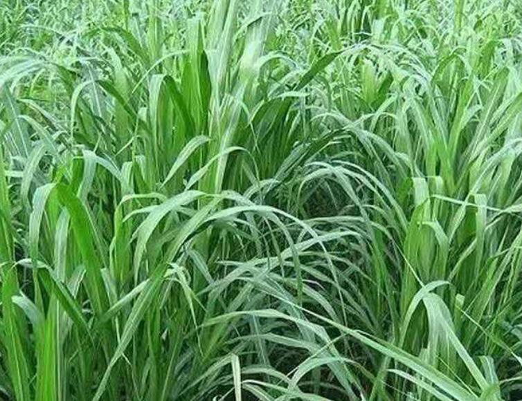 1649513025835662.jpg 2.jpg