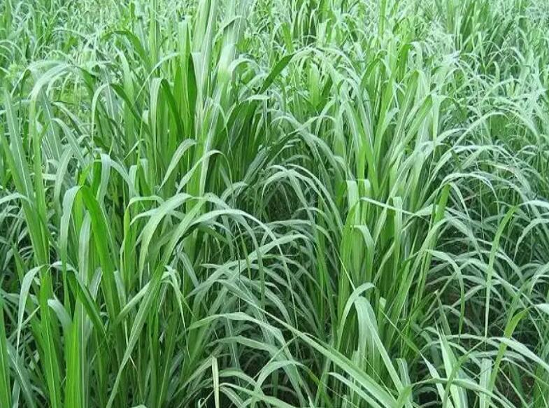 1649770437495313.jpg 2.jpg