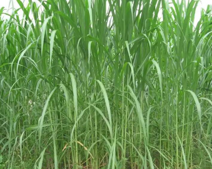 1649915613665998.jpg 1.jpg