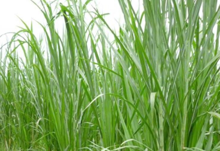 1650115379185208.jpg 1.jpg