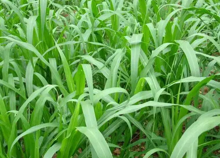 1650116798823627.jpg 1.jpg