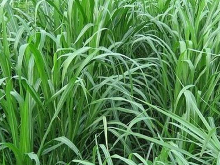 1650116807807952.jpg 2.jpg