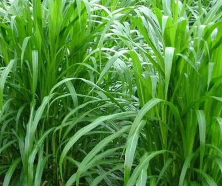 1650116816895175.jpg 3.jpg