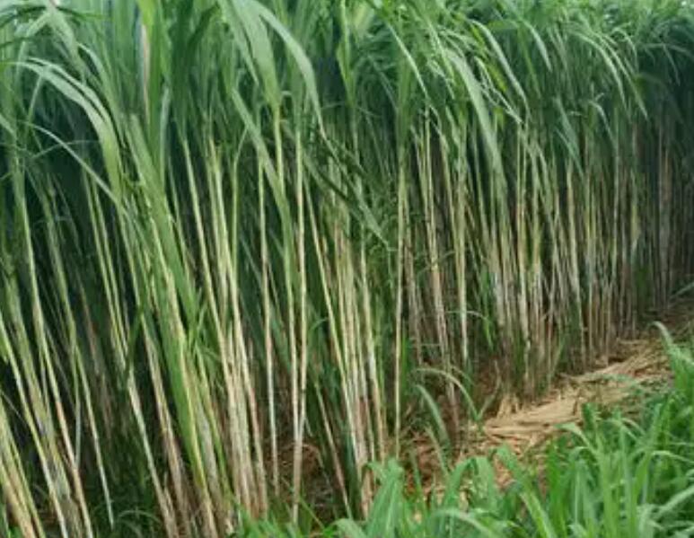 1650117641971623.jpg 1650117641971623.jpg