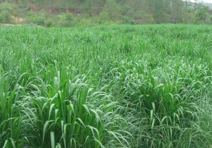 1650119190725774.jpg 2.jpg