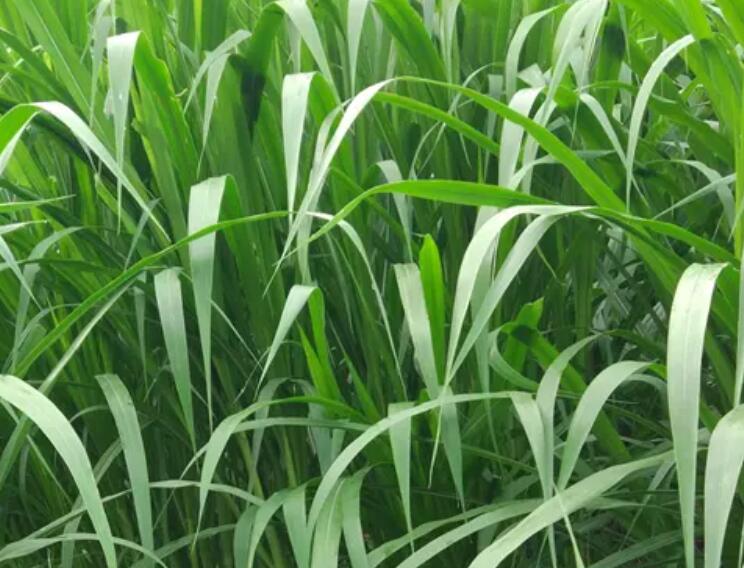 1650119731774756.jpg 3.jpg