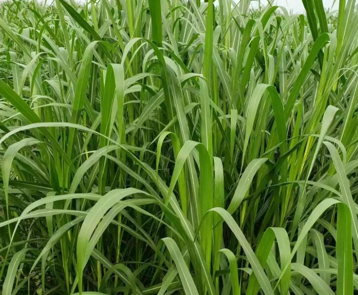 1650120166100663.jpg 1.jpg