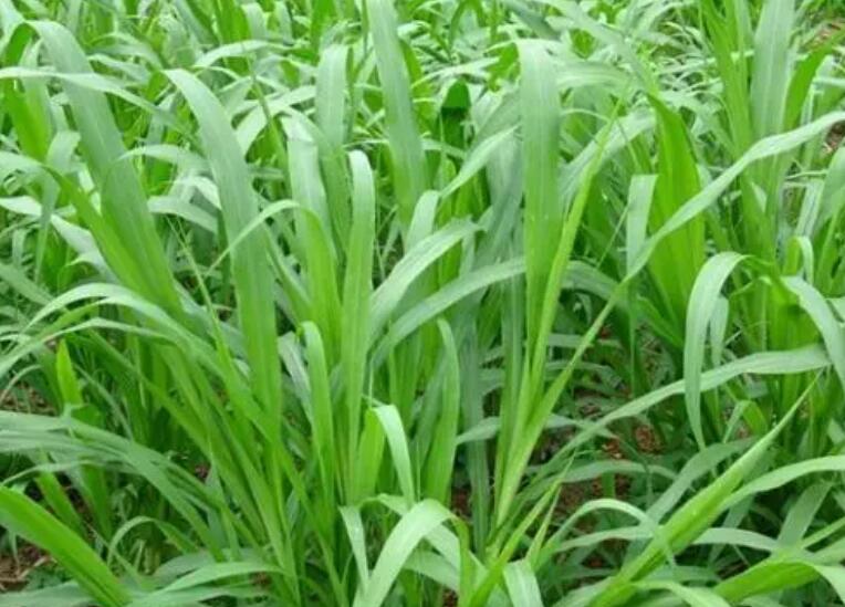 1650160609388635.jpg 2.jpg