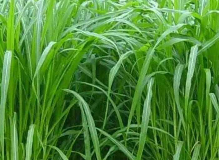 1650160620733098.jpg 3.jpg