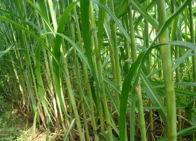 1650197834619994.jpg 1650197834619994.jpg