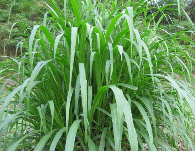 1650198248592147.jpg 1650198248592147.jpg