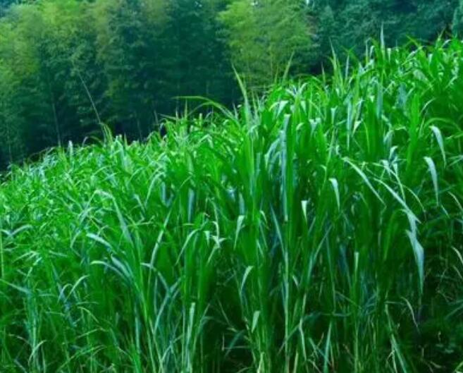 1650198301578087.jpg 1650198301578087.jpg