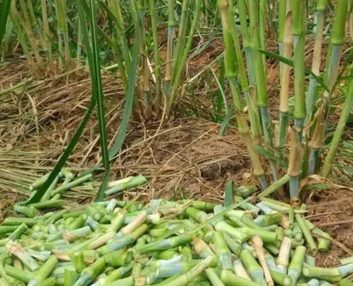 1650200868646288.jpg 2.jpg