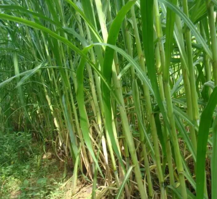 1650201854390846.jpg 1650201854390846.jpg