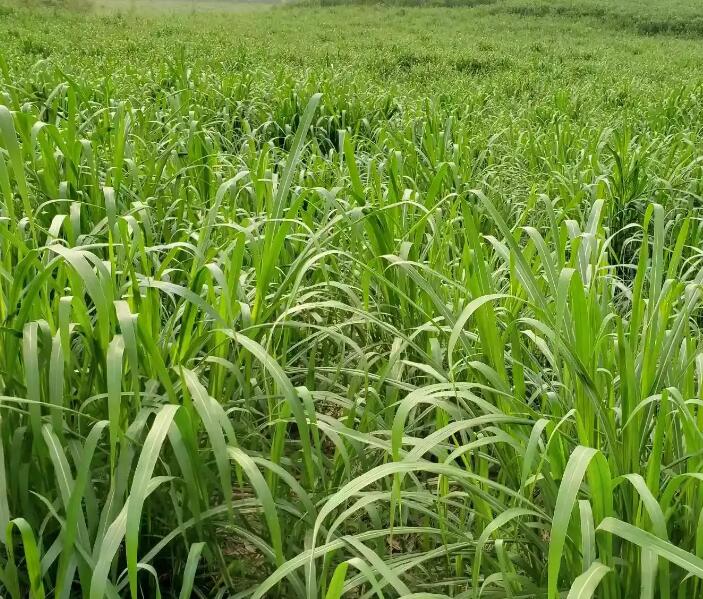 1650201970340643.jpg 1650201970340643.jpg