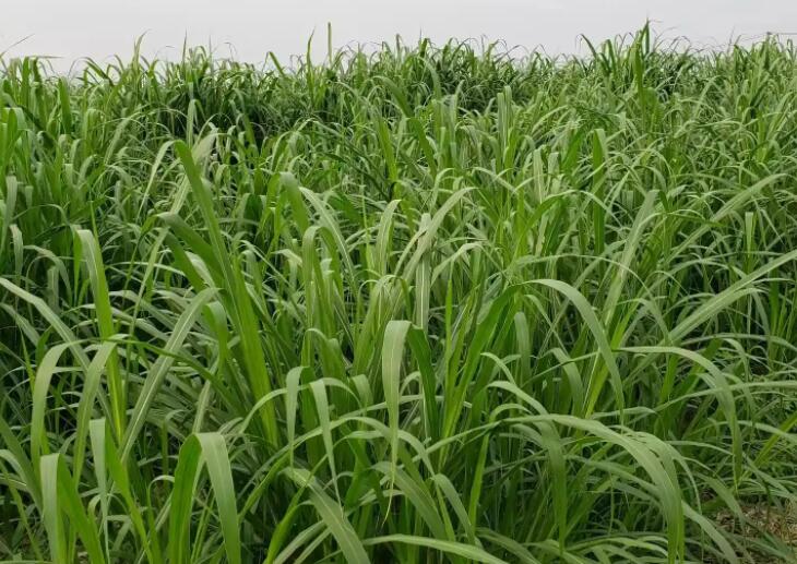 1650202028928632.jpg 2.jpg