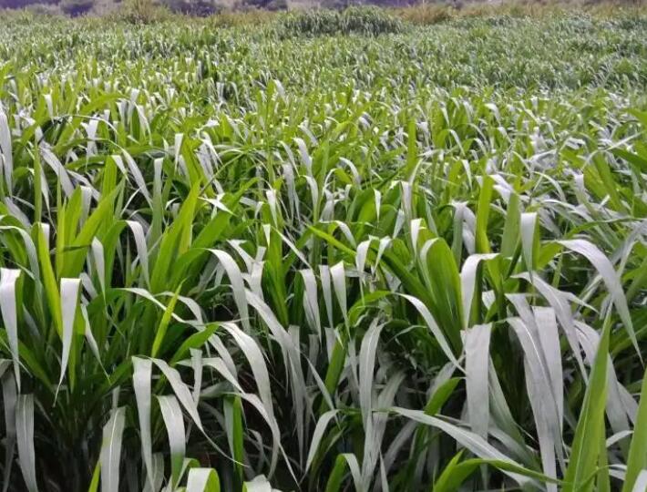 1650202060188107.jpg 3.jpg