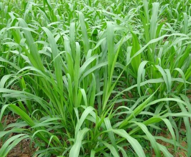 1650202160333469.jpg 1650202160333469.jpg