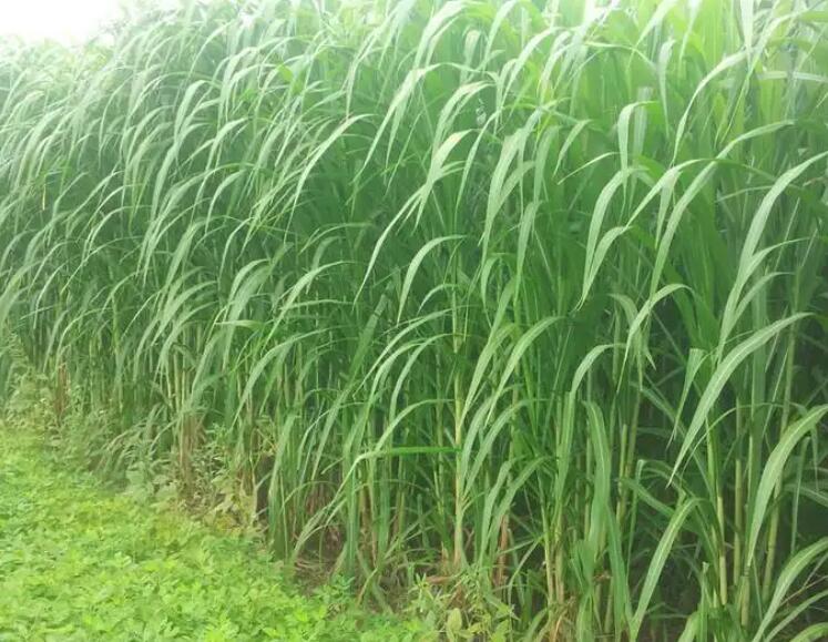 1650202868456266.jpg 1.jpg