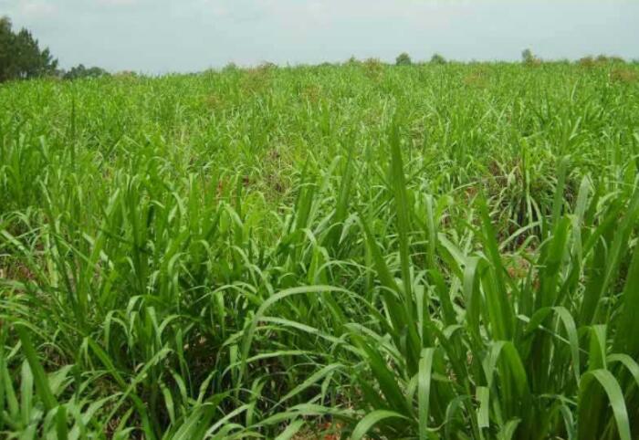 1650203176316631.jpg 1650203176316631.jpg