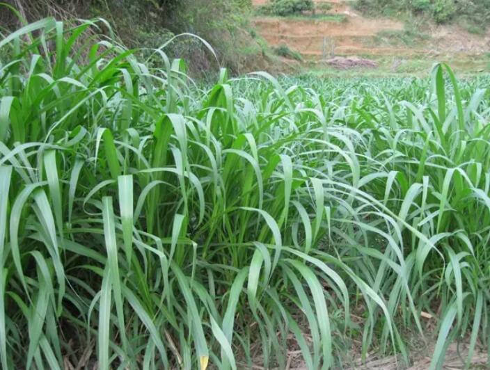 1650203446275578.jpg 1650203446275578.jpg