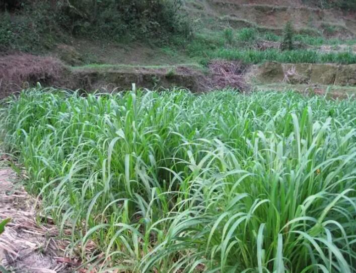 1650203493788204.jpg 1650203493788204.jpg