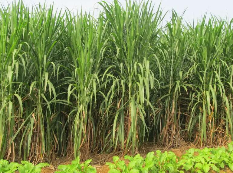 1650203685126635.jpg 1.jpg