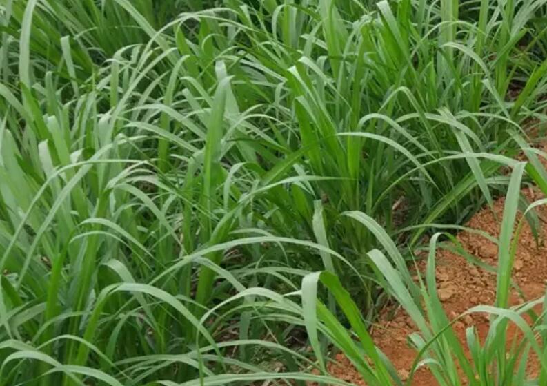 1650203697200829.jpg 2.jpg