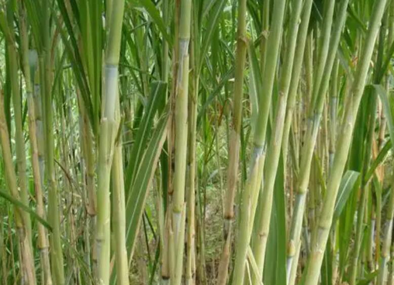 1650203711888915.jpg 3.jpg