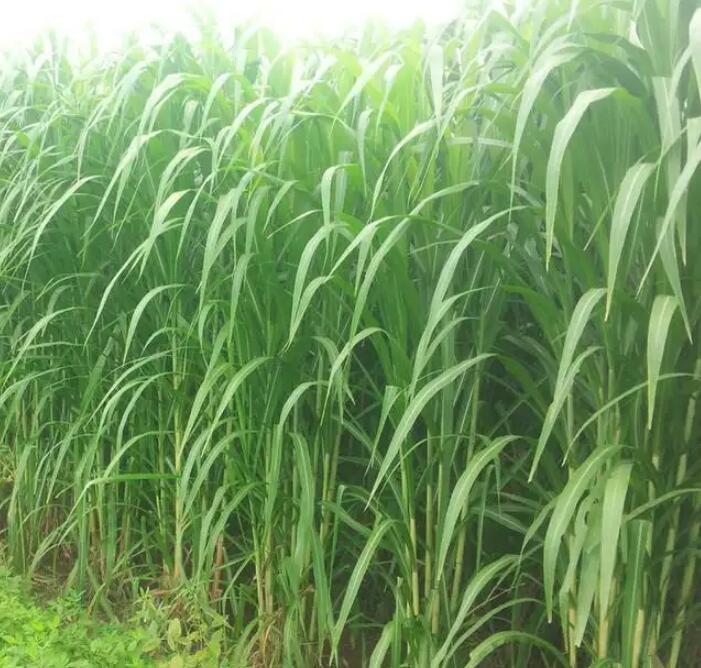 1650204451598402.jpg 1650204451598402.jpg