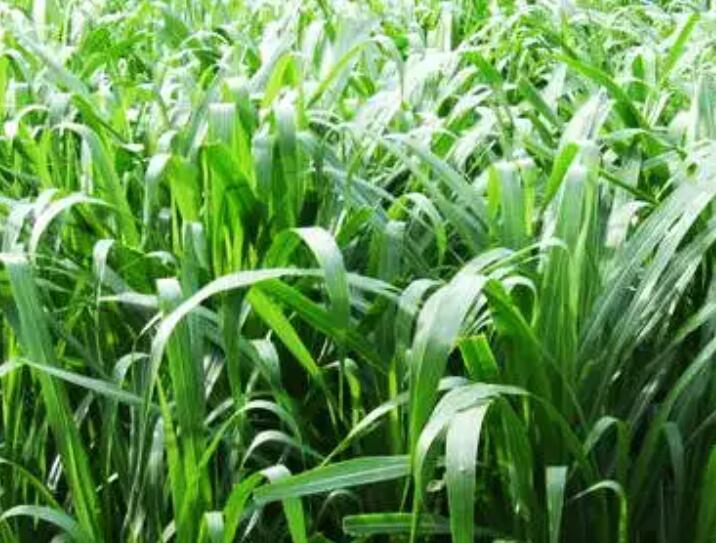 1650206061409794.jpg 3.jpg