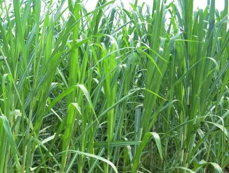 1650259101766529.jpg 2.jpg