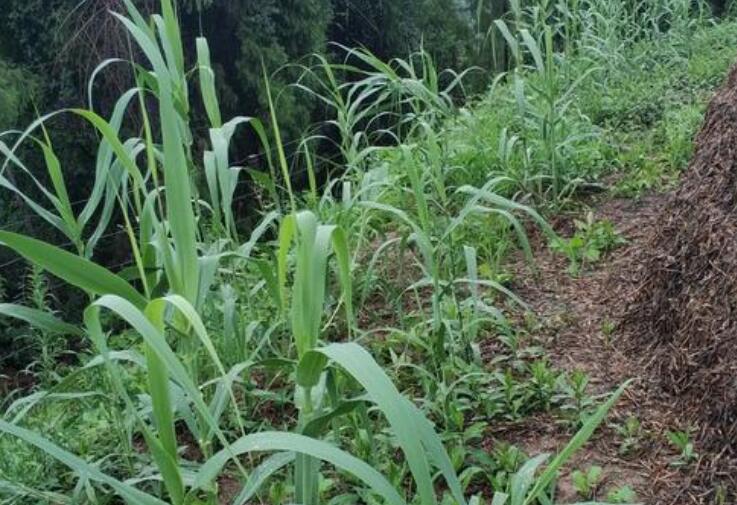 1650290787685468.jpg 3.jpg