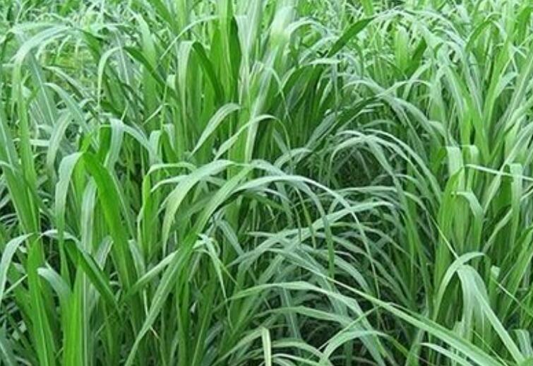 1650291561871164.jpg 1.jpg