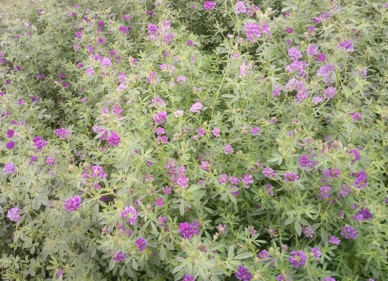 1651759035734996.jpg 1651759035734996.jpg