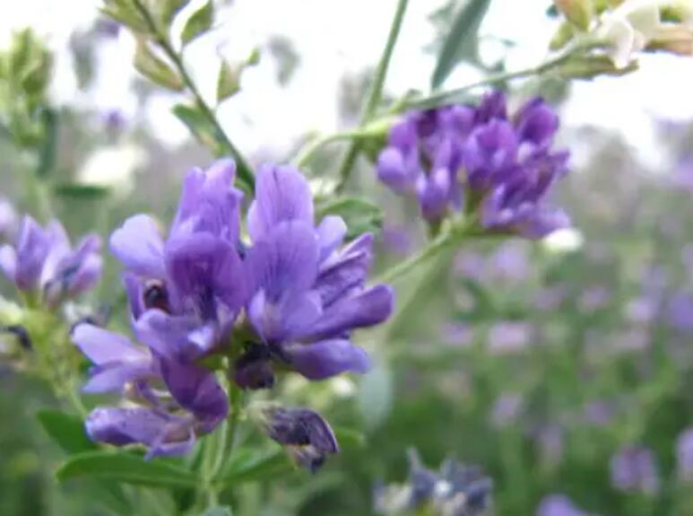 1651759048407839.jpg 1651759048407839.jpg