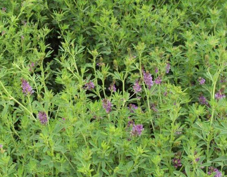 1652189632878015.jpg 1652189632878015.jpg