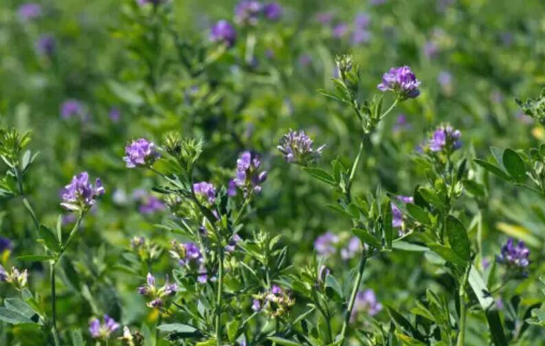 1652275306809907.jpg 1652275306809907.jpg