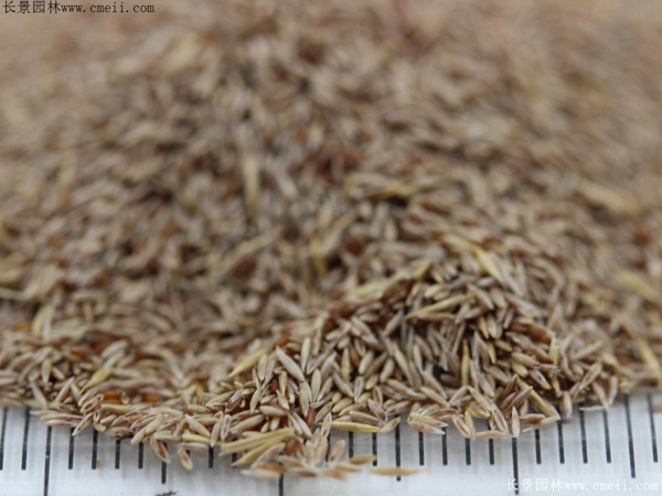 剪股穎種子圖片 剪股穎種子圖片