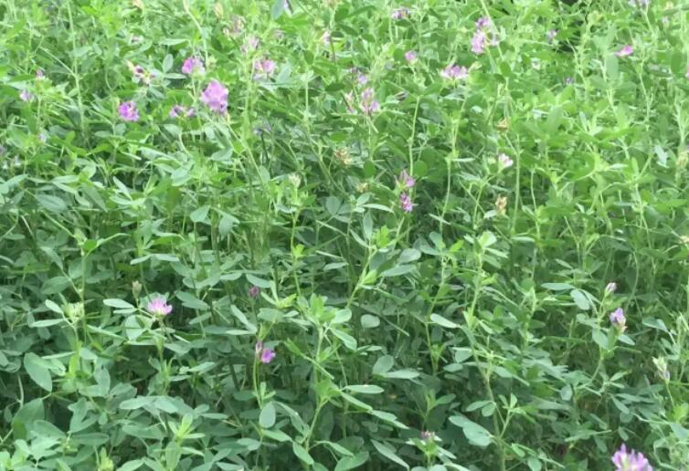 1653051745512901.jpg 2.jpg