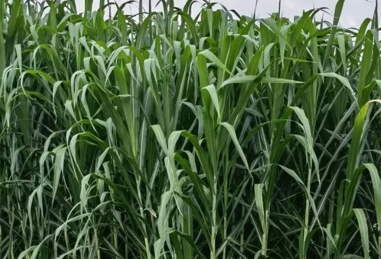 1654092456467784.jpg 1654092456467784.jpg